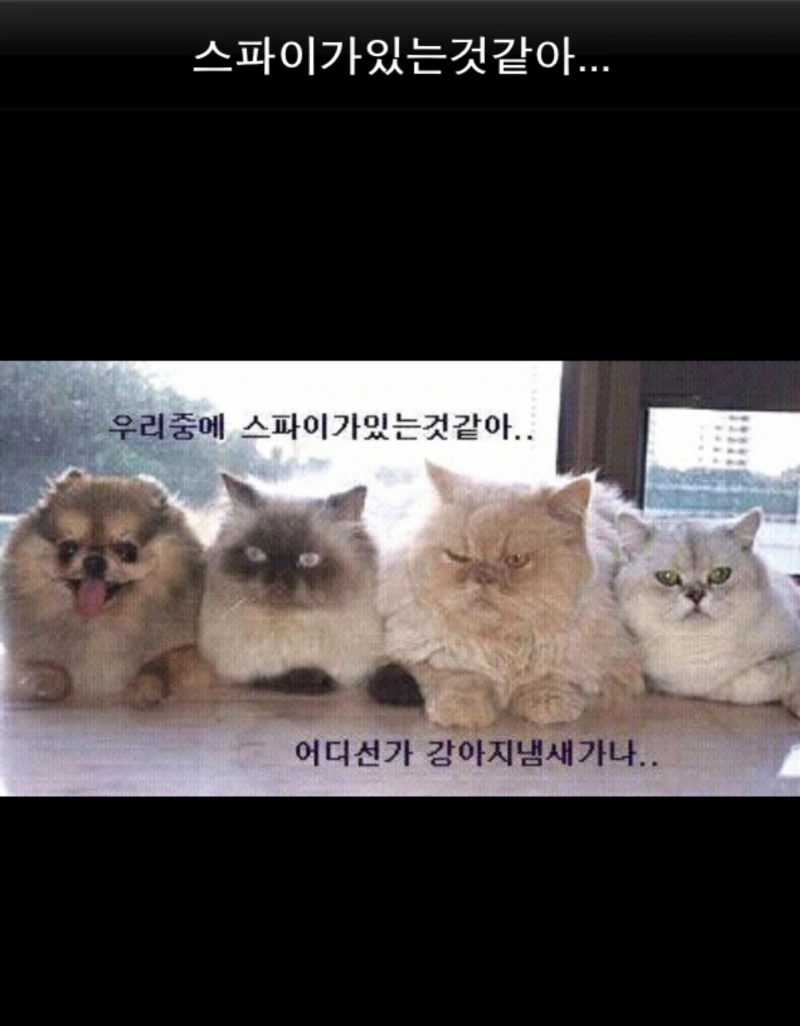 스파이가 있는거 같아...