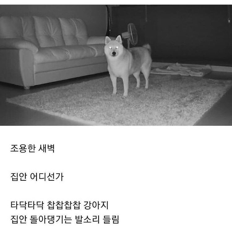 강아지 키우는 집 공감..jpg