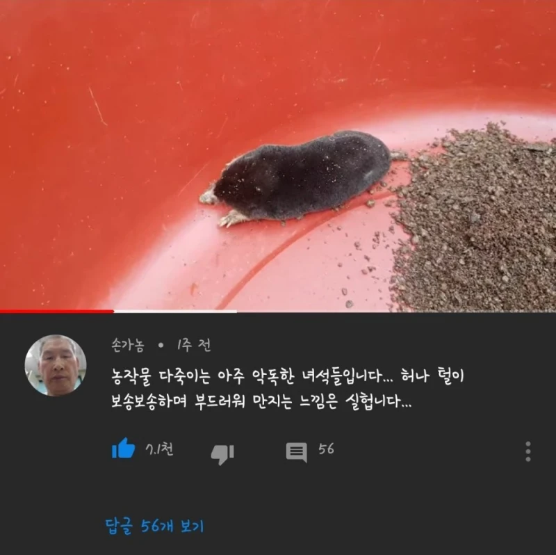 한국 생물 중 가장 털이 보드러운 동물...